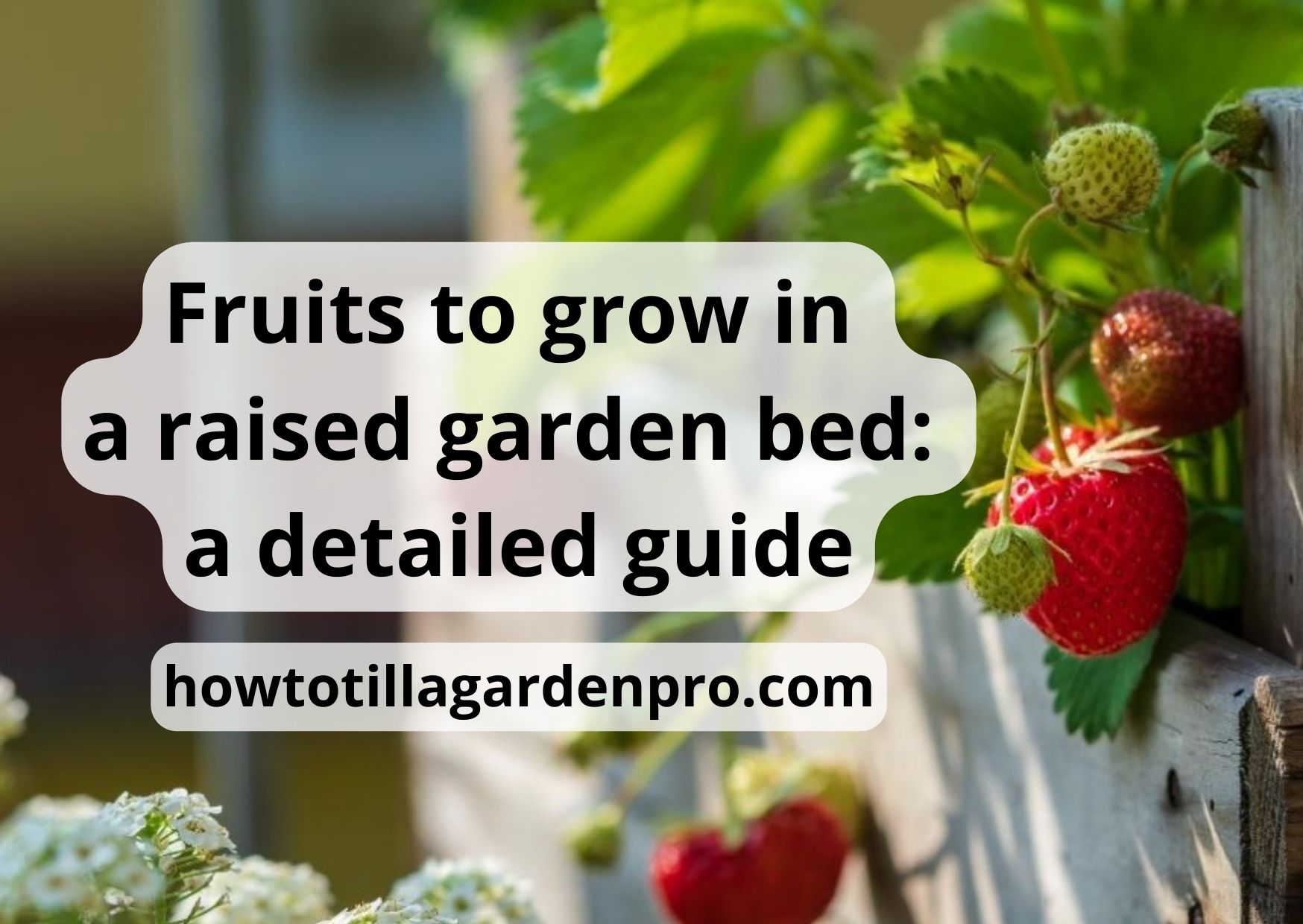 Fruits To Grow In A Raised Garden Bed: The Best Guide